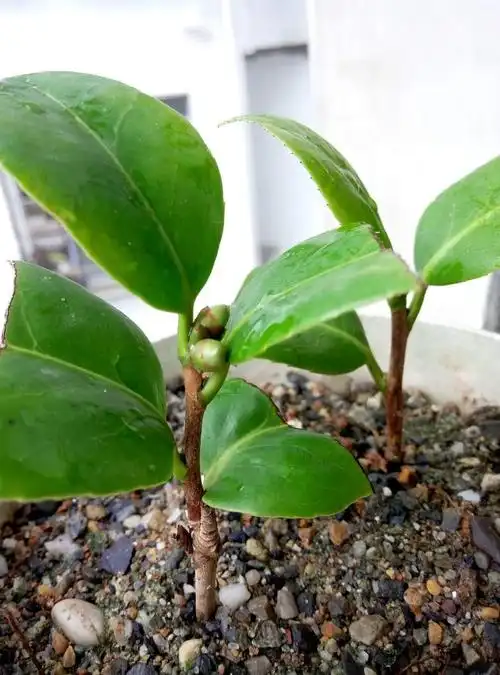 六月中旬扦插了山茶花,长出花蕾了,要不要摘掉?