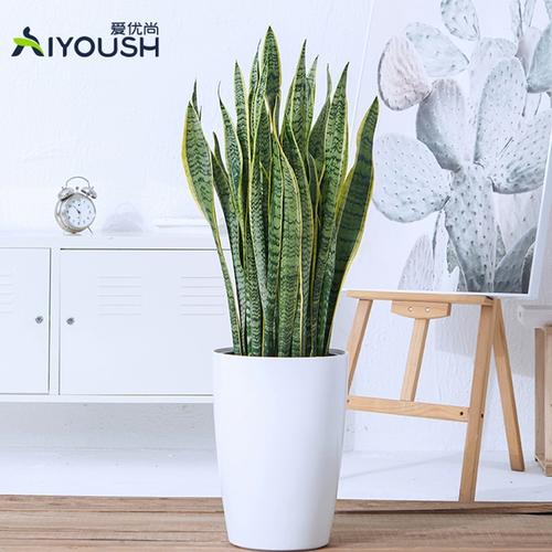 虎皮兰植物大中型室内盆栽花盆客厅办公室落地大颗北欧虎尾兰绿植