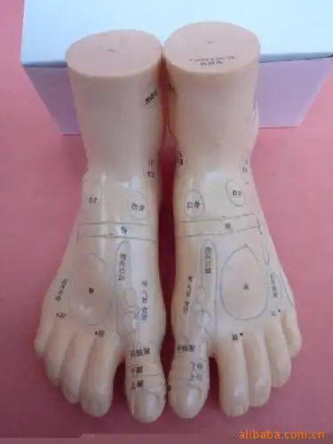 这是新近开发的保健足模型,用pvc制成,显示相对应的人体内脏器官在脚