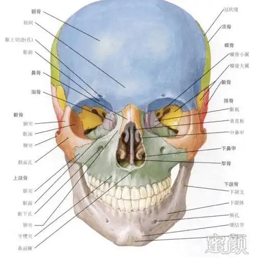 少见的"芒果脸",往往就是由于上颌后缩下颌前突的骨骼发育异常导致的