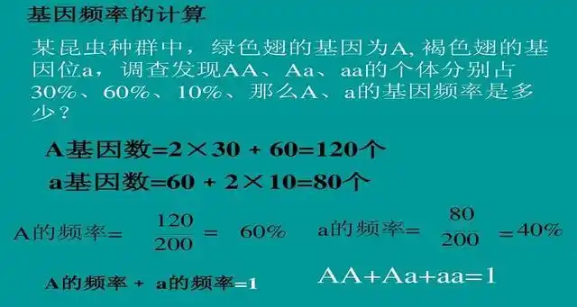 基因频率的计算