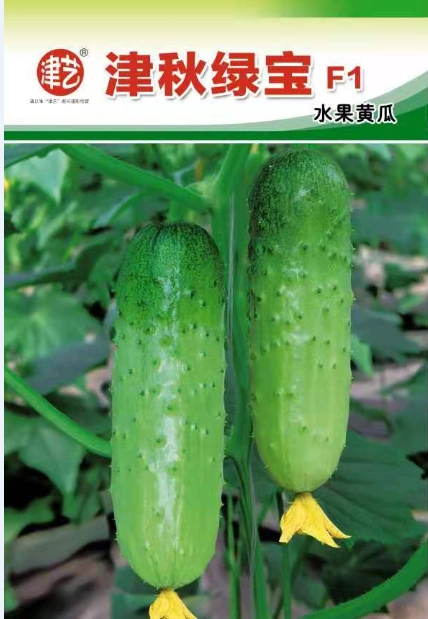 津秋绿宝-黄瓜种类-津弘九号丨津弘十九号丨天津邯丰农业科技