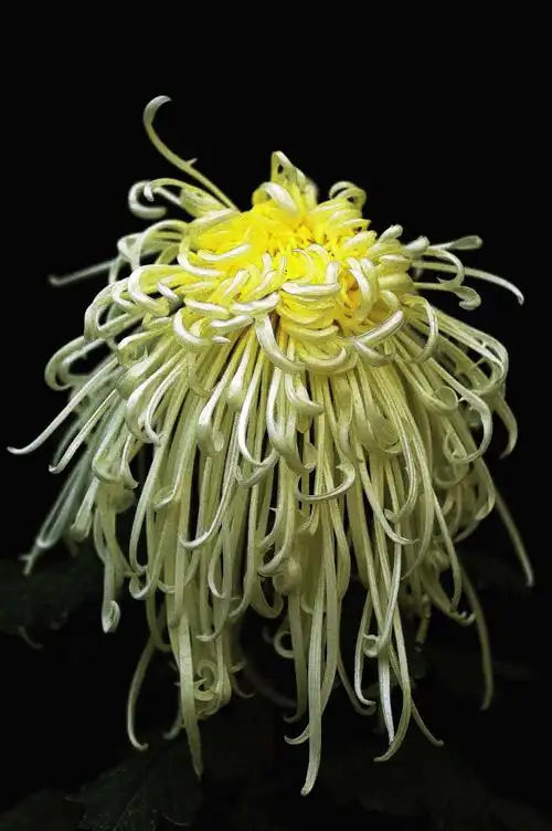 现代更是培育出了各种各样的菊花,不似荷花却有荷花的清高,不似牡丹却