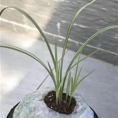 莲瓣兰月光1母苗发3芽元宵节活动