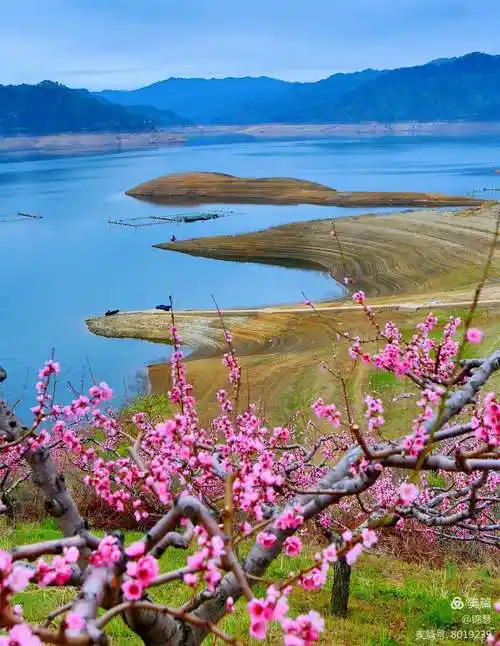 《桃花映红了家乡山水》梁广军摄影