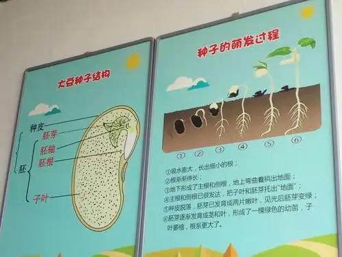 学习种子的发芽过程
