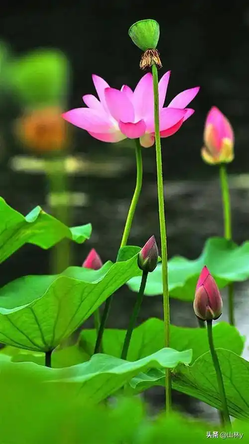 漂亮的荷花壁纸,清新怡人