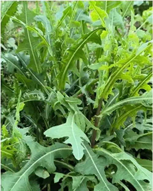 80年代吃是为裹腹,如今吃是为了健康和享受|苦麻菜|野草|年代_新浪