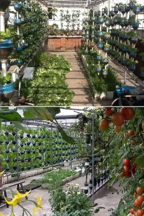 小伙屋顶采用滴灌技术种菜,种类繁多,菜品优质,几年没买菜了