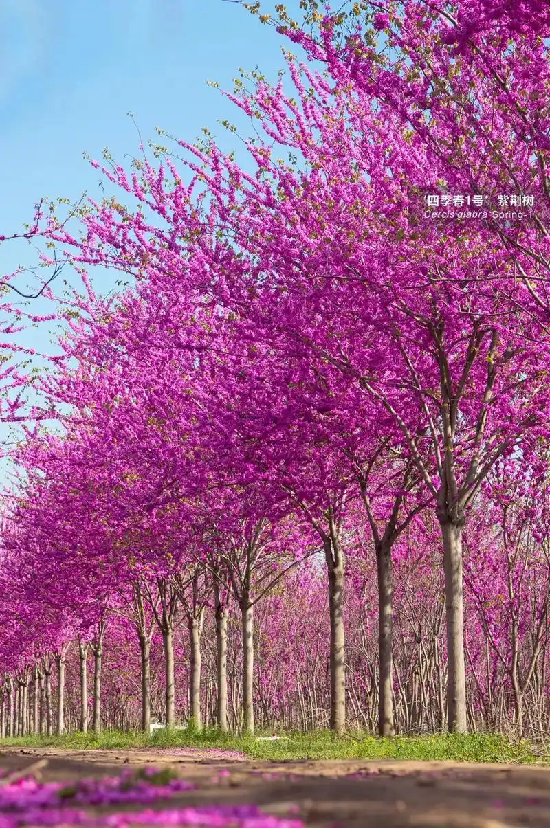 四季春1号紫荆树美图鉴赏