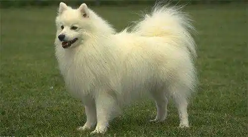 「银狐犬图片」纯种银狐犬 - 宠百科