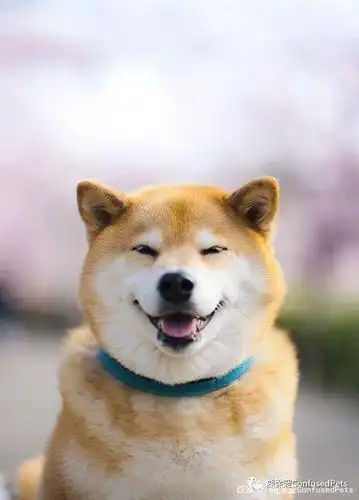 这只柴犬的微笑可以治愈一切,不信试试?