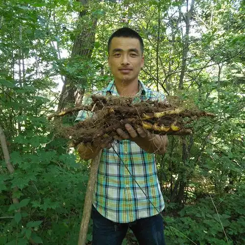 野生穿山地龙东北穿龙薯蓣龙骨龙野生500克新货传统滋补品其他