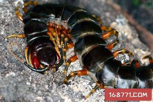 绿巨螳螂vs巨人蜈蚣首先从体型上来说