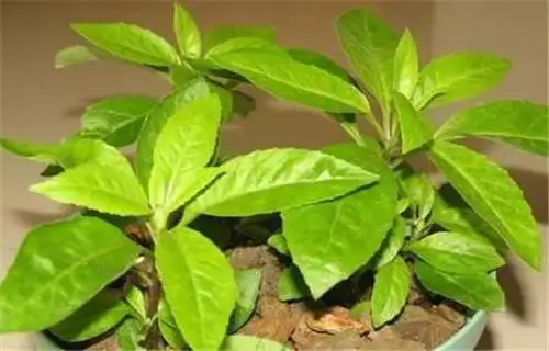 白背三七传说中的仙草