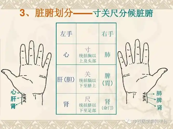 最全的入门脉诊知识让你快速掌握脉诊附详细图解