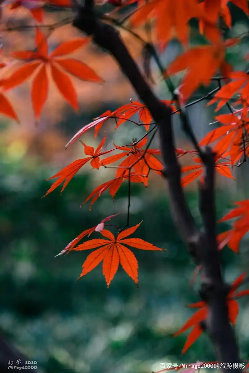 南山路风景真不错啊,走起