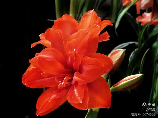 《花开朱顶红》