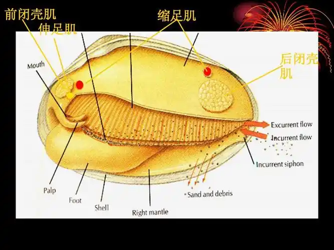 动物学实验四-河蚌解剖