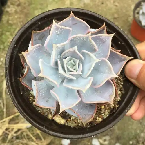 丽娜莲多植物老桩一物一拍多头群生大颗组合多肉植物