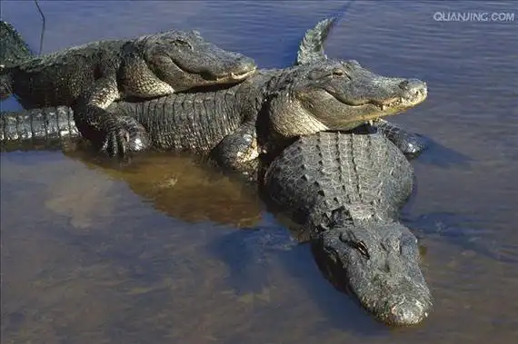 p>美国短吻鳄(学名: i>alligator mississippiensis /i>),又称密河鳄