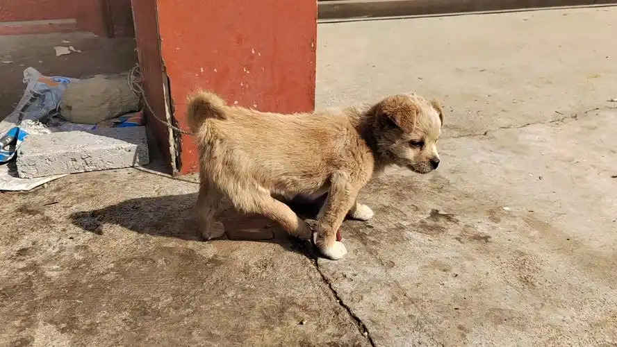 狗主人家的小狗腿有点瘸了