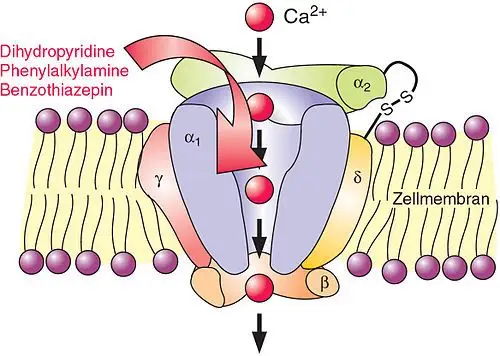 钙离子通道阻滞剂 – a calcium channel embedded in   cell