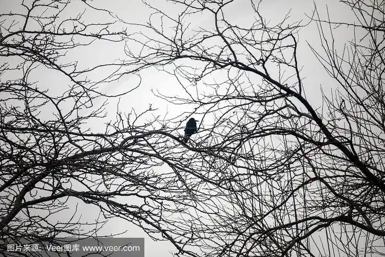 一只乌鸦在黑白的树枝间.
