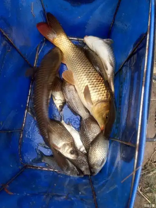 又和群家人回家钓鱼了意外的到鲤鱼乌鱼了 丸九饵料钓鲤鱼