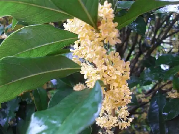 珍珠彩叶桂花彩叶桂花广西彩叶桂花