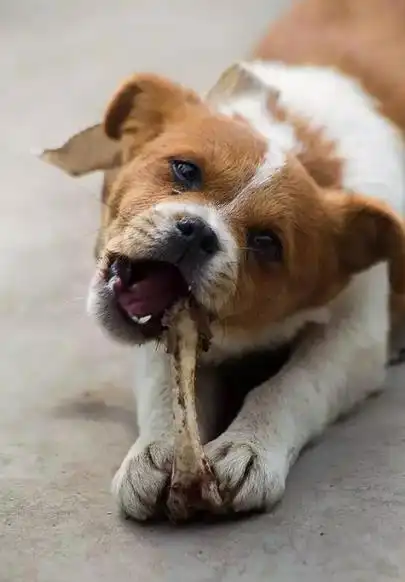 狗狗为什么喜欢啃骨头不一定想吃肉了有可能是这五个原因