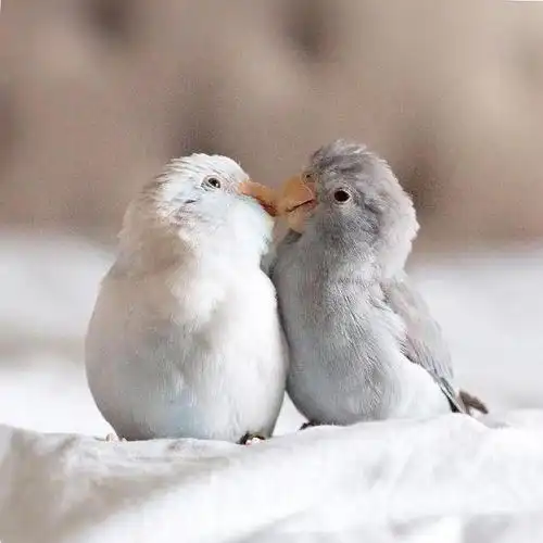 查看:577 * 贴子主题:相互依偎的小鹦鹉