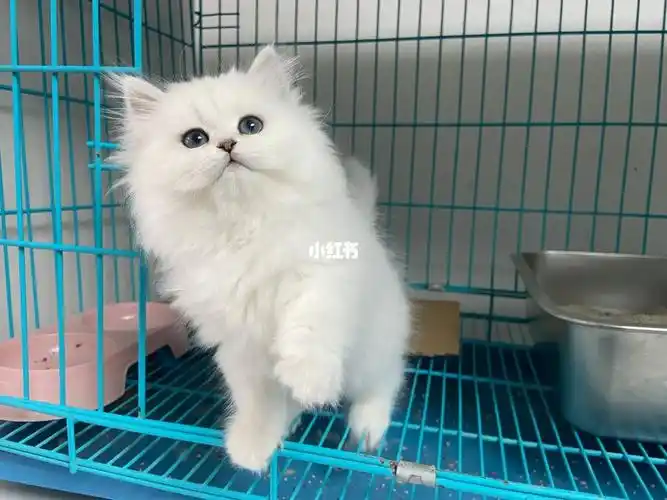 金吉拉幼崽 在线等主人了 价格不贵经济实惠 会吃猫粮 会用猫砂盆