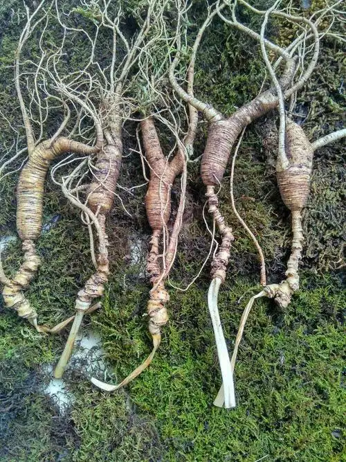 尽享原生态,采挖林下参.