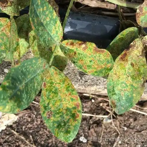 危害特征防治方法14,花生病毒病危害特征防治方法15,花生炭疽病危害