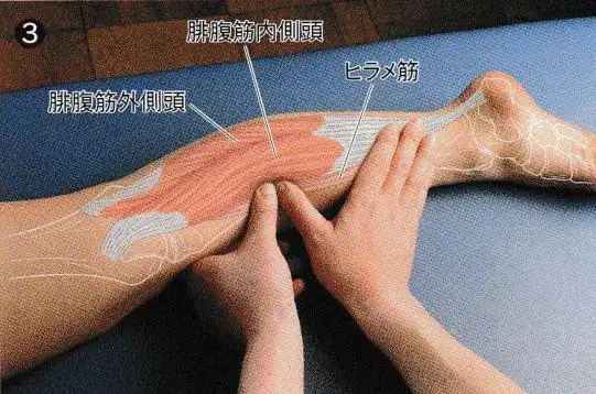 康复触诊新章节-92腓肠肌内侧头(下)