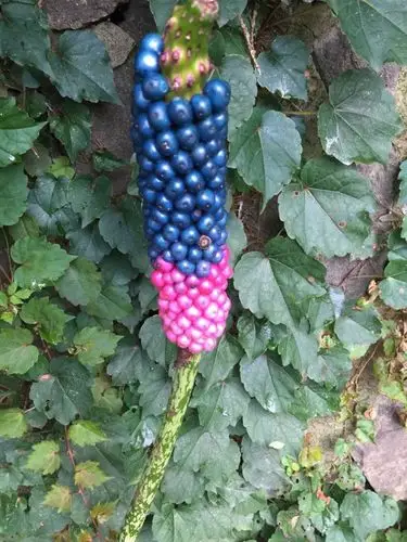 评论  期待花满窗台  采纳率:81%擅长:花鸟鱼虫 其他回答 南蛇棒 是