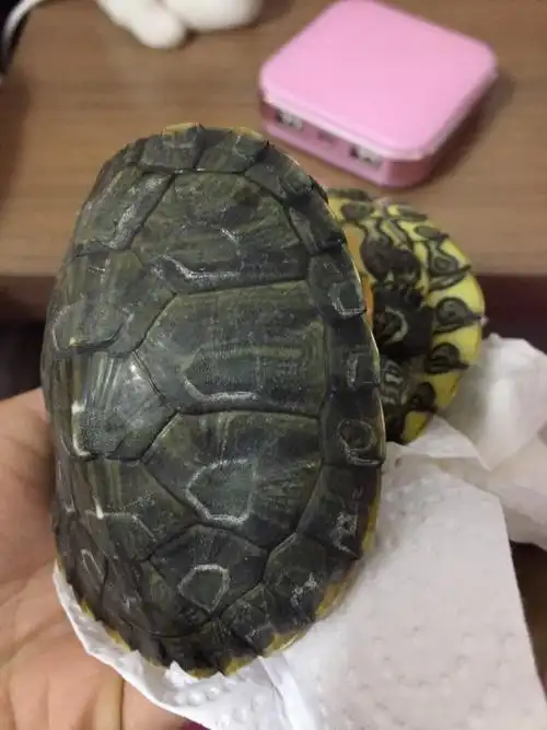 乌龟身上有白色沉淀,是病了吗?