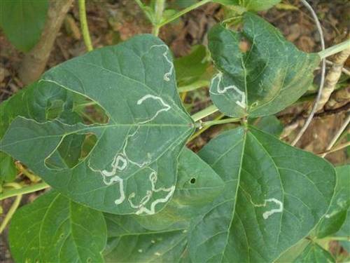 vegetable leafminer 美洲斑潜蝇 liriomyza sativae (1)