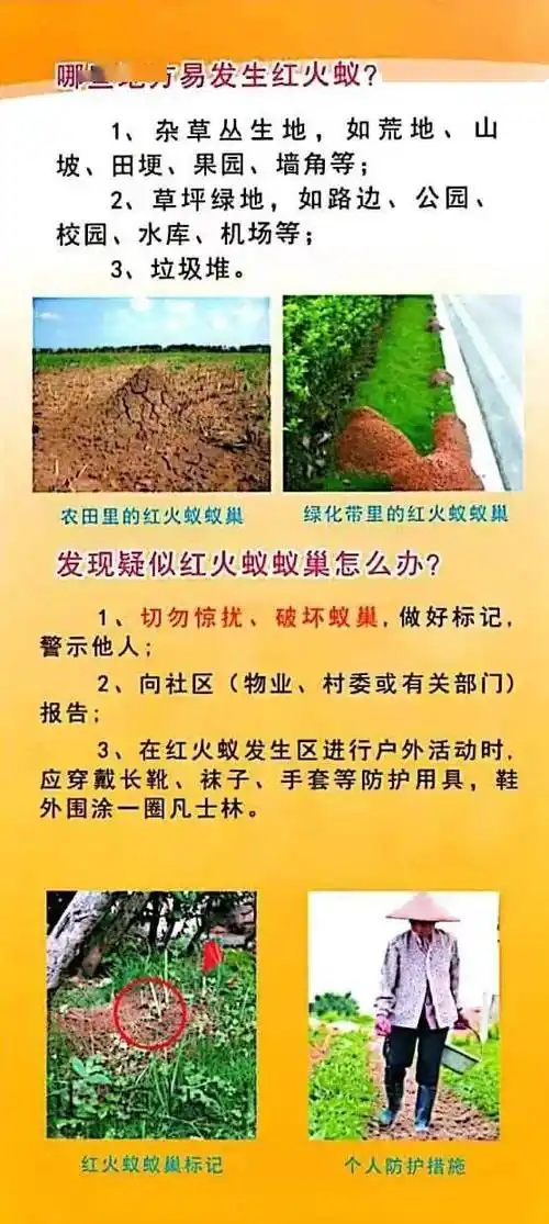 红火蚁来袭这些防范知识要知道