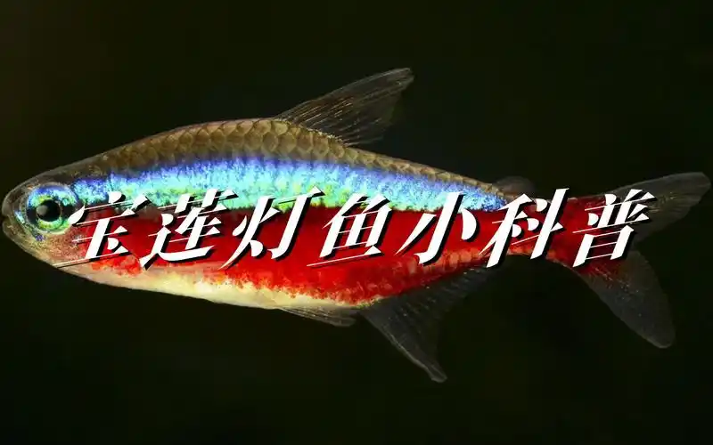 宝莲灯鱼怎么养日常养殖方法技术!