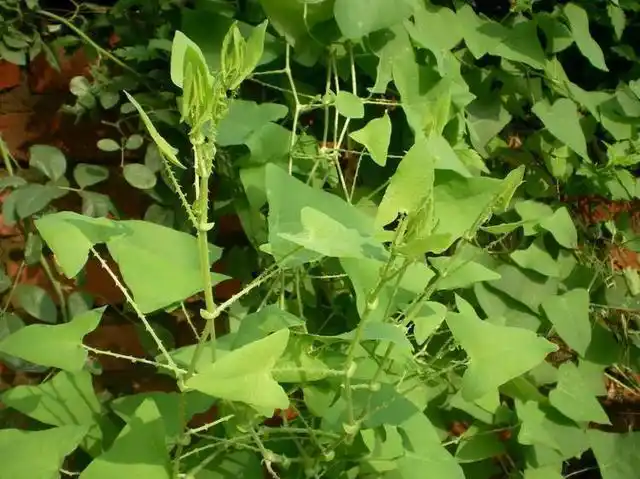 在农村常见的"降龙草",蛇见了都绕道走,虽不起眼却价值高