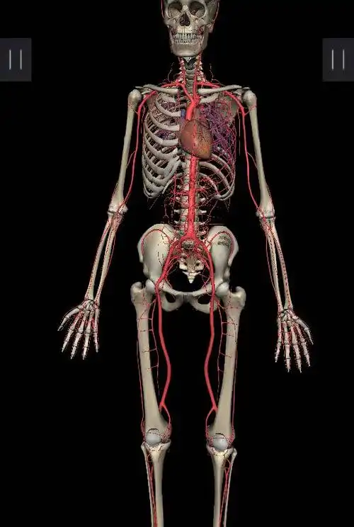 动脉在哪里,详细,还有就是会不会很痛或者会痛很久,有没有这种情况.