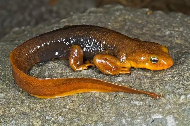 关于蝾螈的科普小知识,来看一下吧!