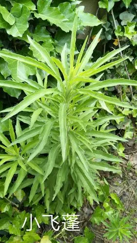 小飞蓬――菊科  全草(破布艾)能清热利湿,散瘀消肿