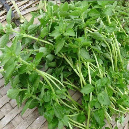 云南德宏野生水香菜傣家调料新鲜蔬菜正宗香嫩水香菜泡沫箱发 净重1斤