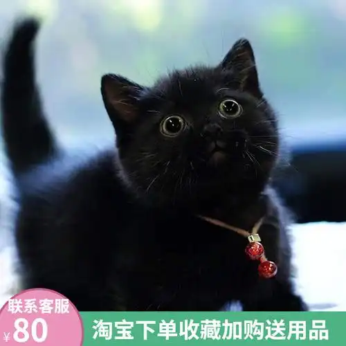 活物猫咪孟买猫纯种黑猫宠物猫咪活体幼崽黑煤球猫猫纯黑矮脚猫