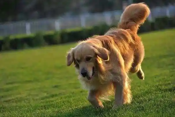 狗左右摇尾巴,分别代表什么? – 宠物生活网