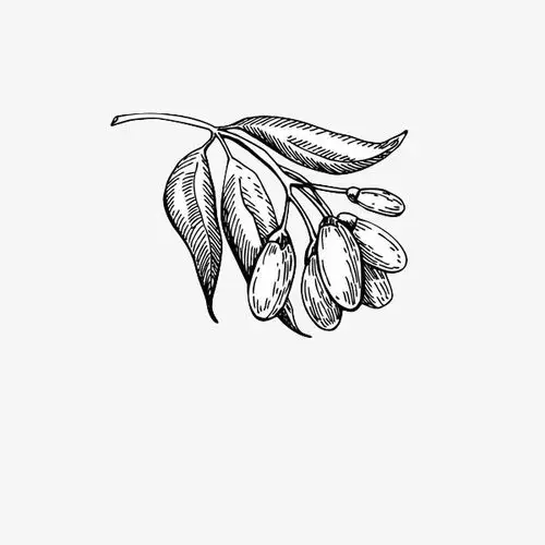 线条手绘黑色线条枸杞