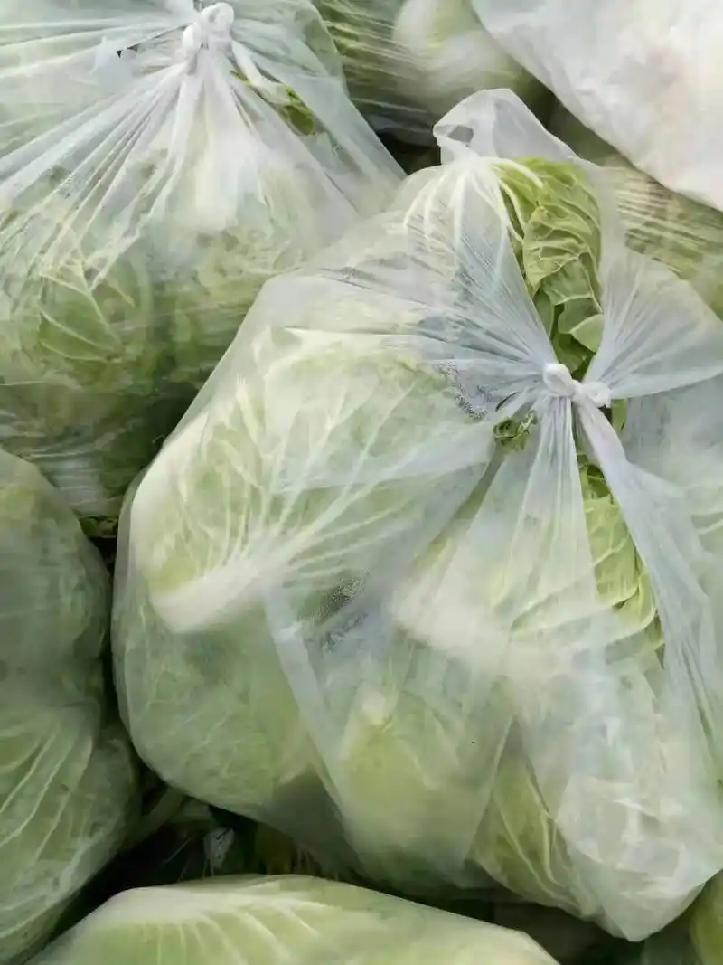 水塔河卖品种圆白菜,口感好,可以涮火锅,白菜,白萝卜都是8毛 - 抖音